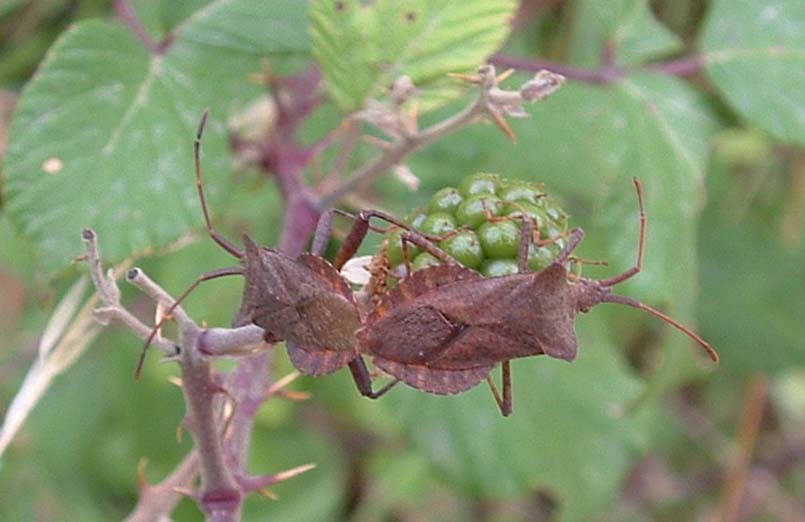 Coreus marginatus